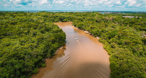 L'Amazzonia e la Sua Lotta Contro la Trasformazione da Polmone Verde a Fonte di Carbonio